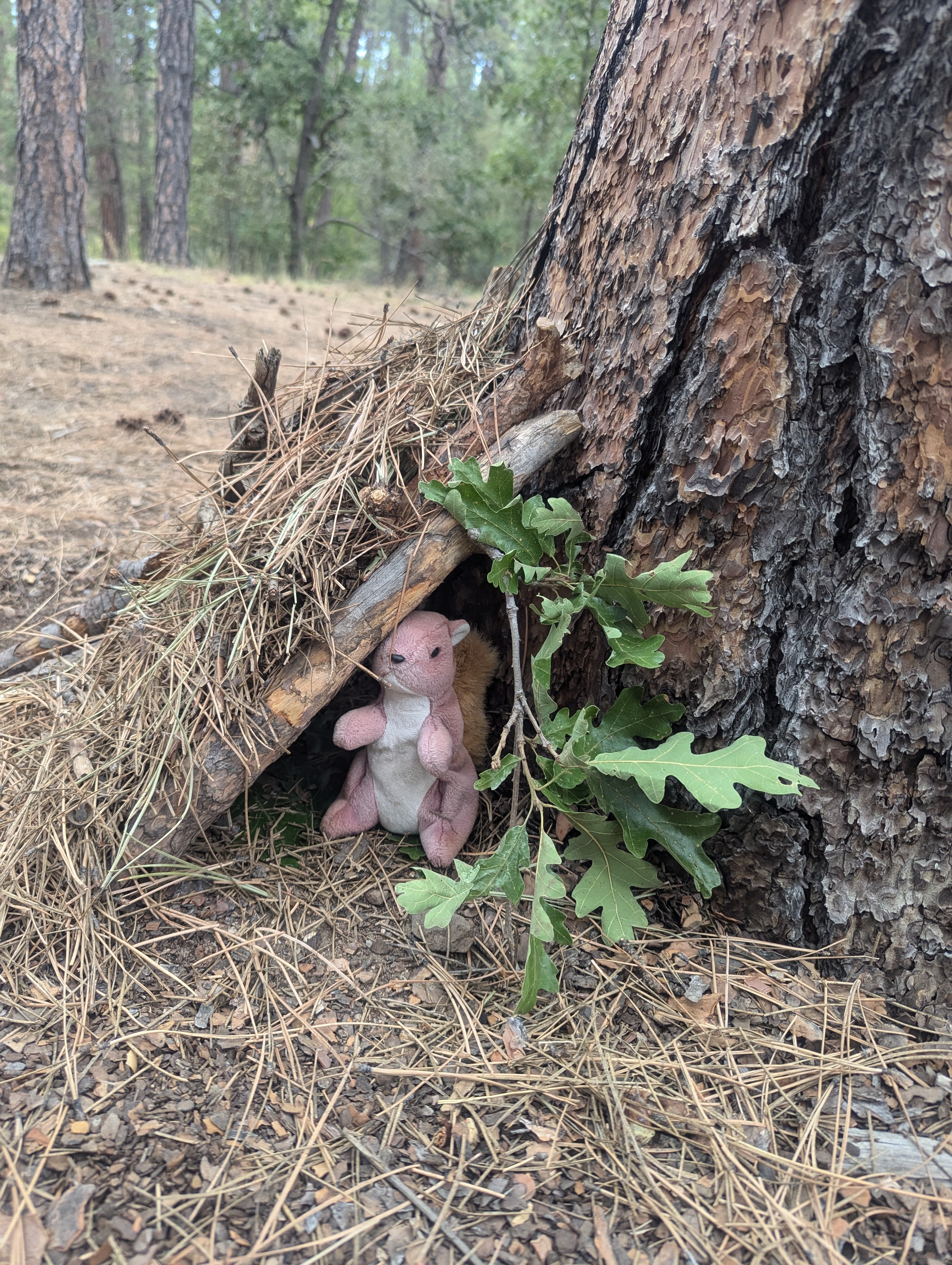 hidden plush squirrel